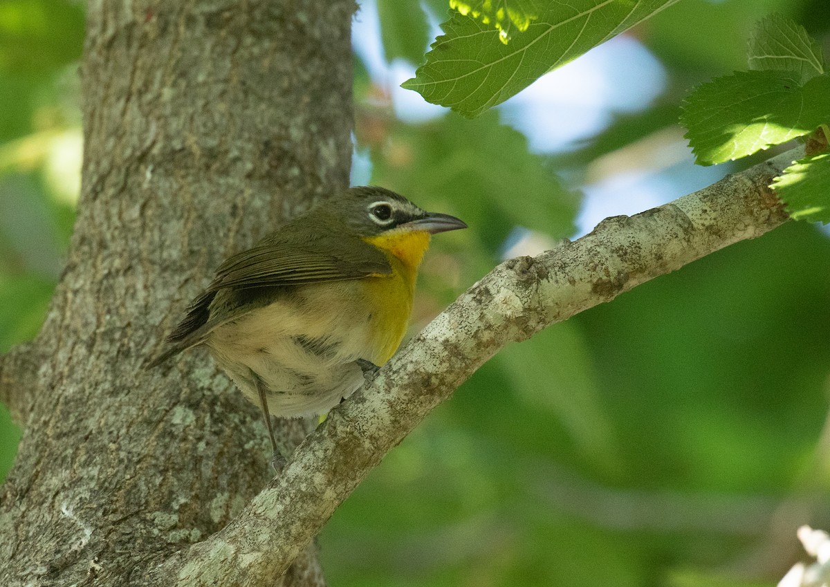 Yellow-breasted Chat - ML618006773