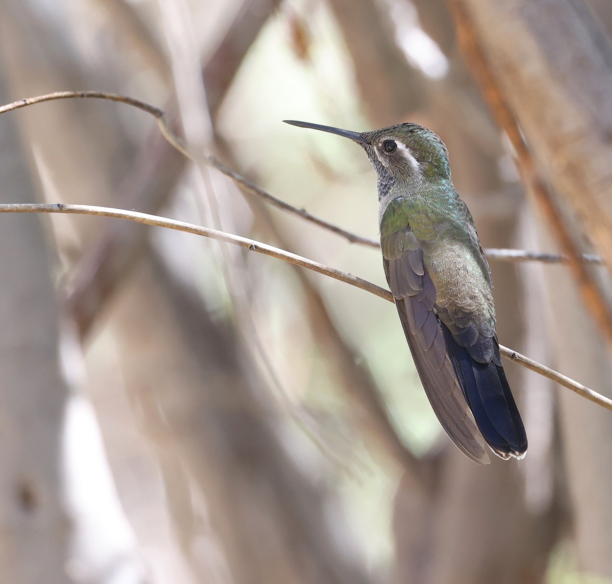 Blue-throated Mountain-gem - Andy Gee