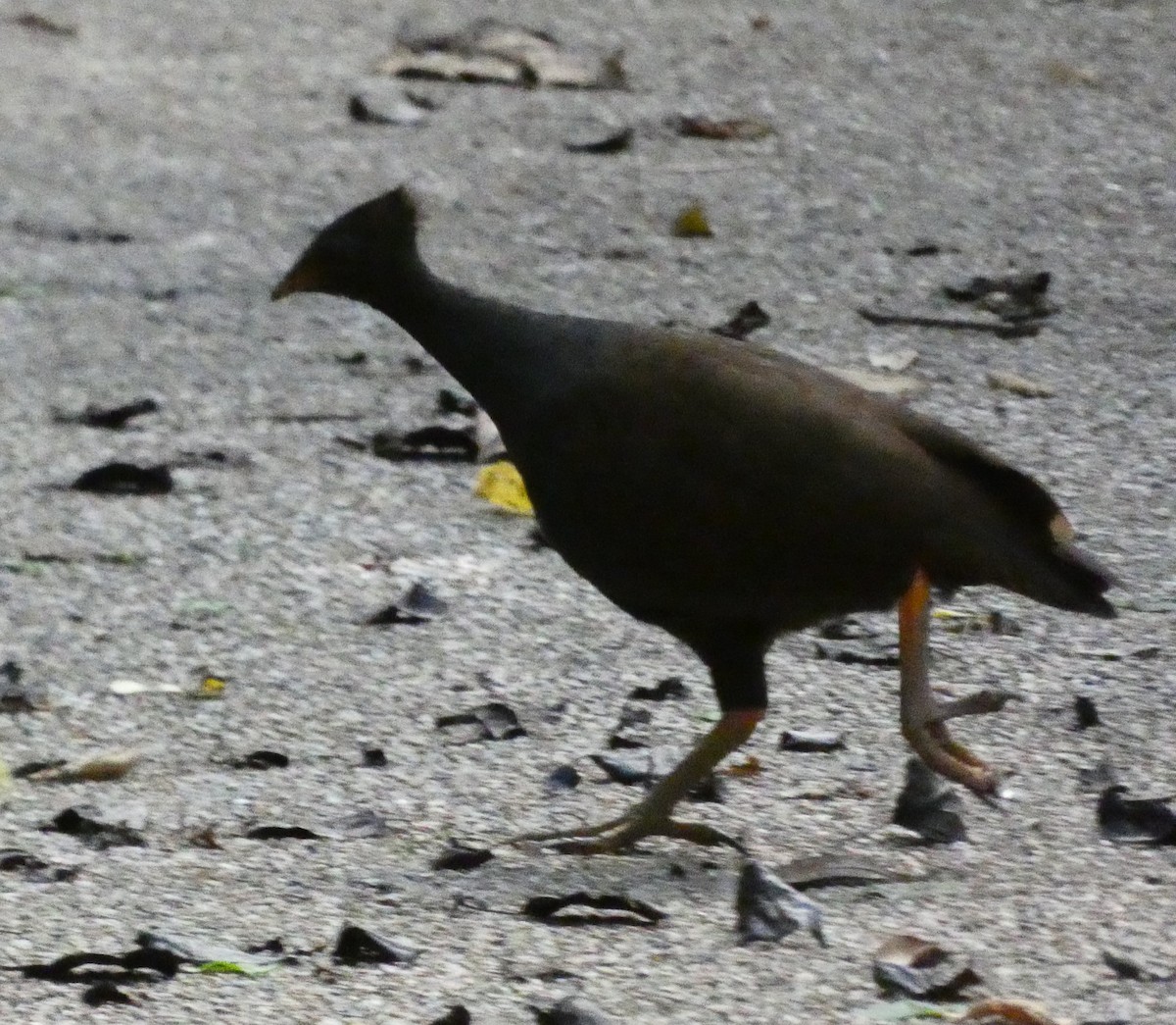 Orange-footed Megapode - Ian Starling