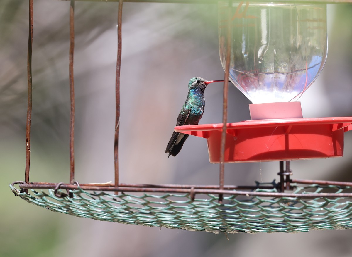 Broad-billed Hummingbird - ML618006799