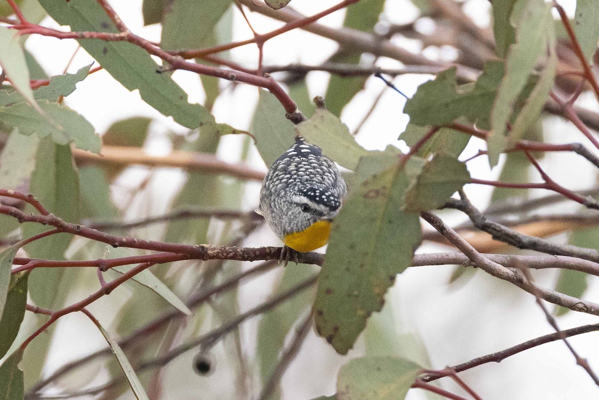 Spotted Pardalote - ML618006816