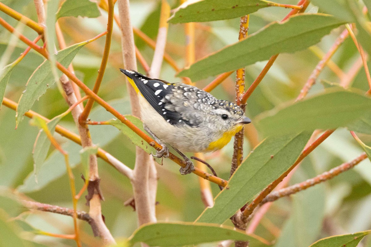 Spotted Pardalote - ML618006817