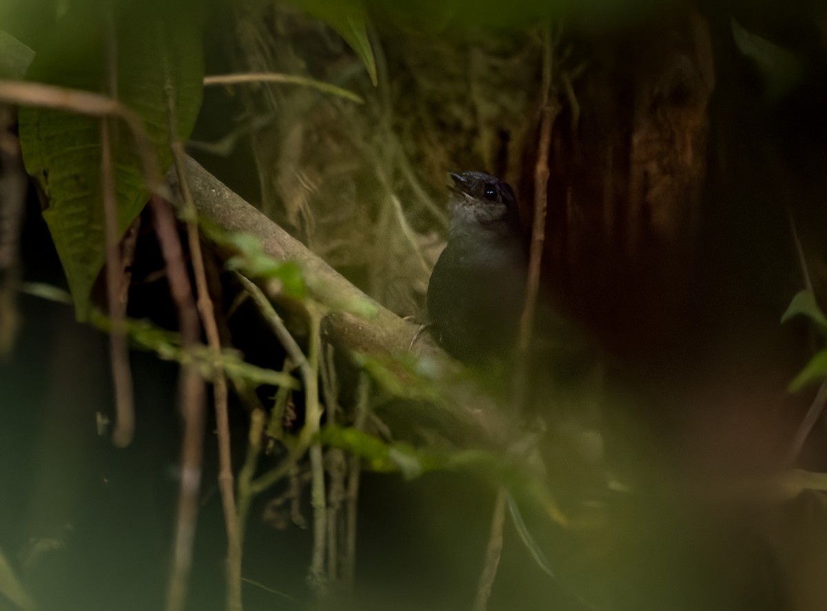 Magdalena Tapaculo (Yariguies) - Lars Petersson | My World of Bird Photography
