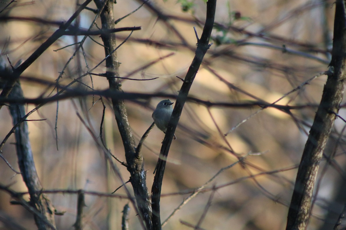 Ruby-crowned Kinglet - Cory Ruchlin
