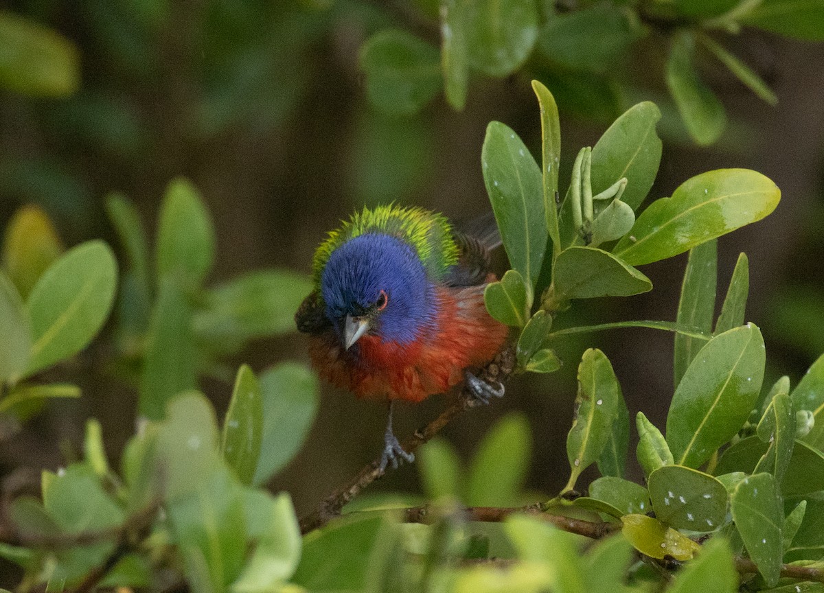 Painted Bunting - Liam Huber