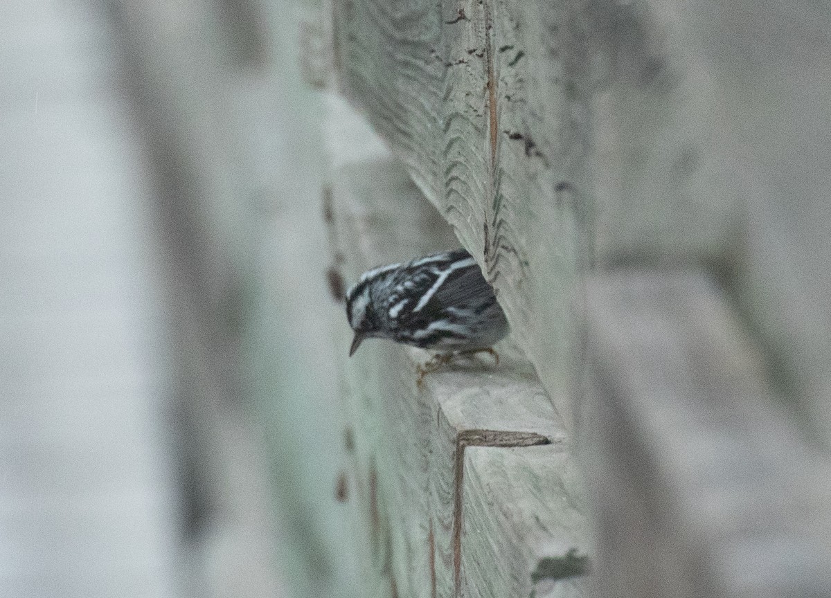 Black-and-white Warbler - Liam Huber