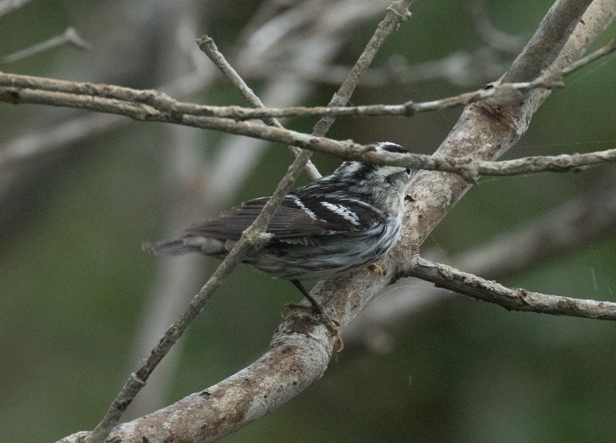 Black-and-white Warbler - Liam Huber