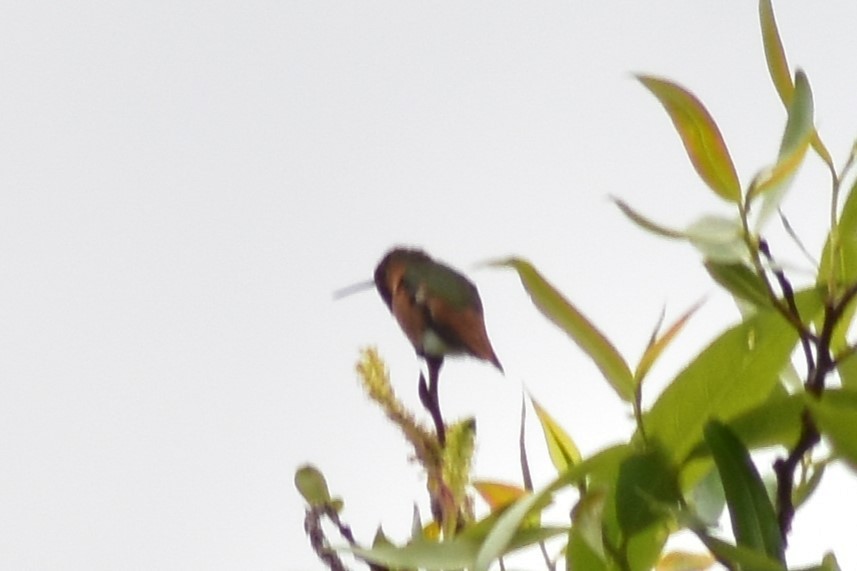 Allen's Hummingbird - ML618006888