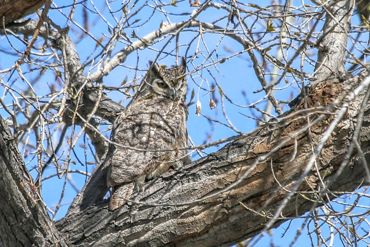 Great Horned Owl - ML618006943