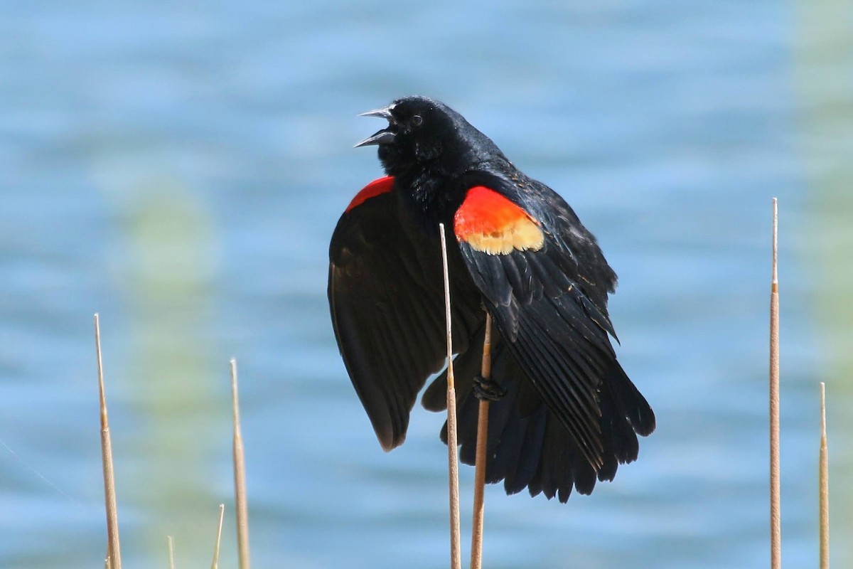 Red-winged Blackbird - ML618006951