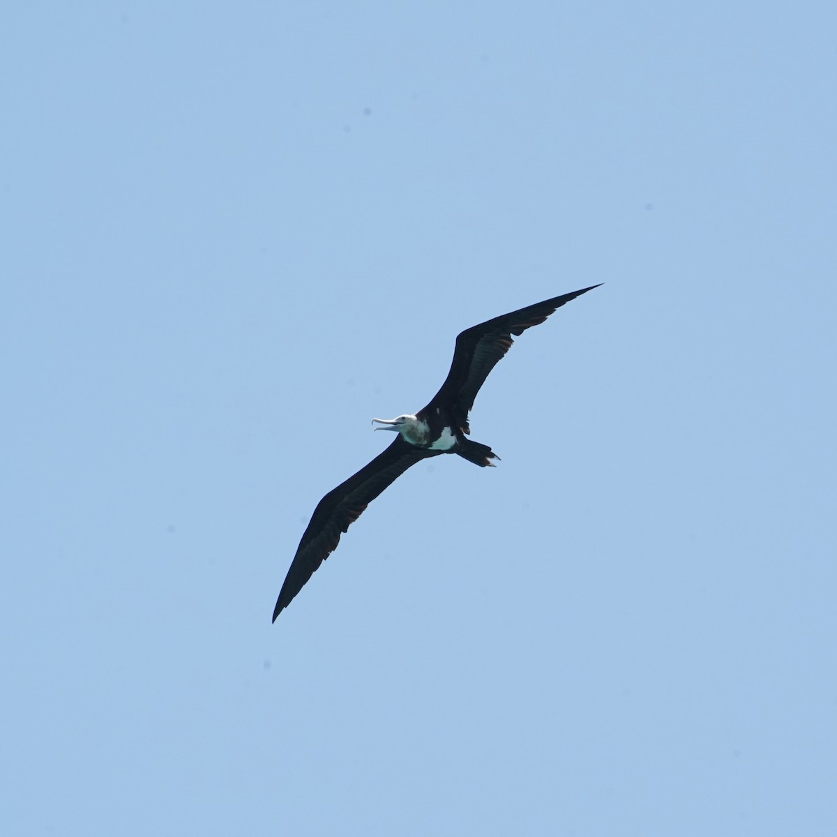 Great Frigatebird - ML618006956