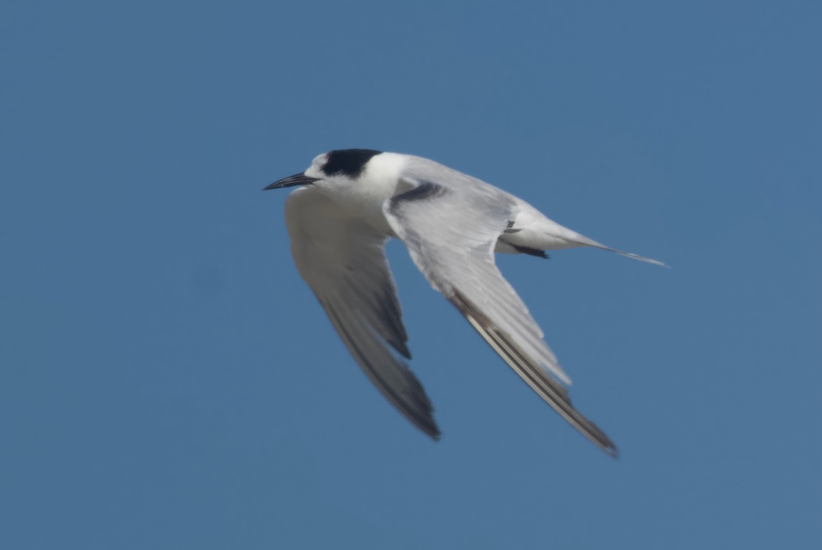 Common Tern - ML618006959