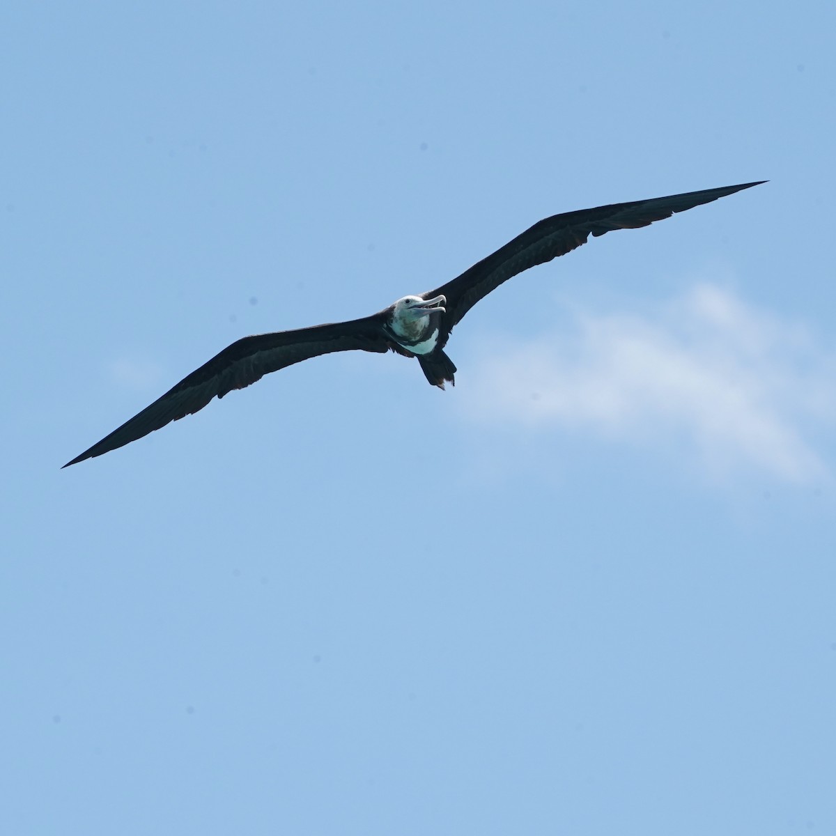 Great Frigatebird - ML618006960