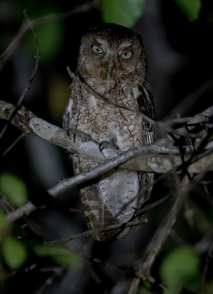 Middle American Screech-Owl - Victor Gamez
