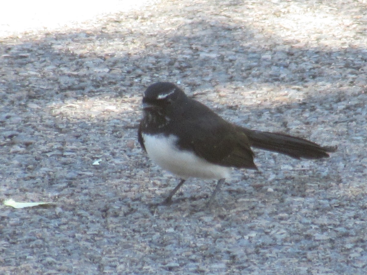 Willie-wagtail - ML618006987