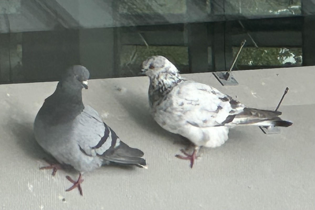 Rock Pigeon (Feral Pigeon) - ML618007027