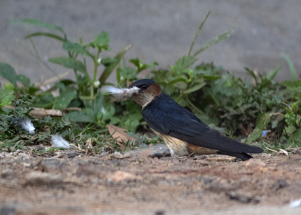 Red-rumped Swallow - ML618007044