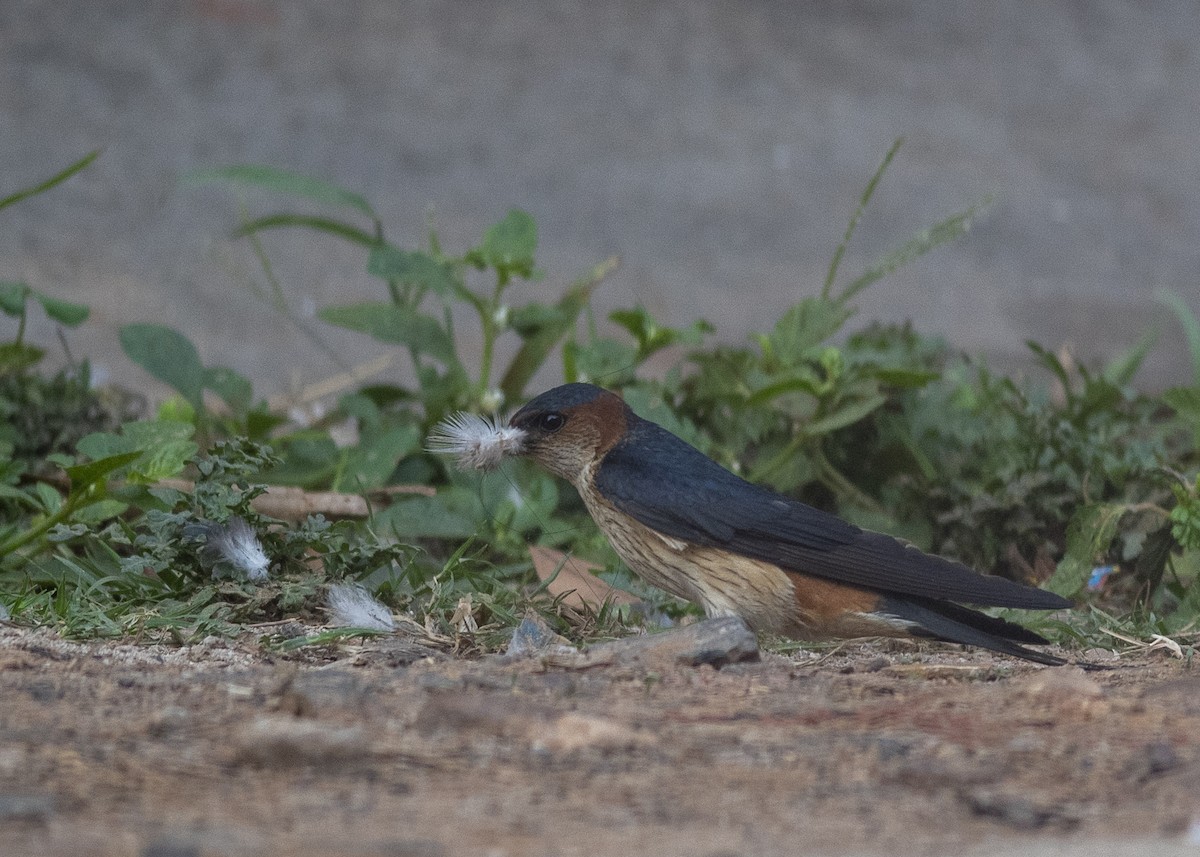 Red-rumped Swallow - ML618007045