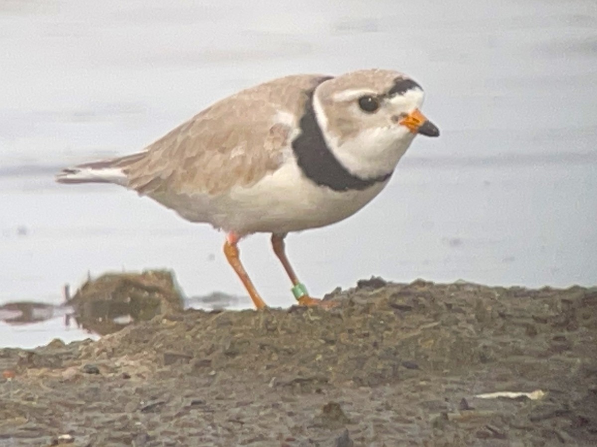 Piping Plover - ML618007049