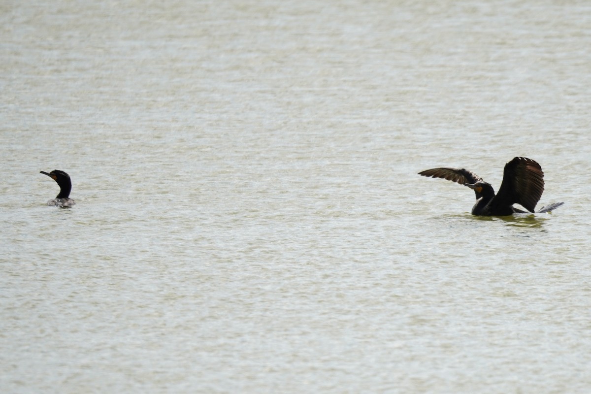 Double-crested Cormorant - Kristy Dhaliwal