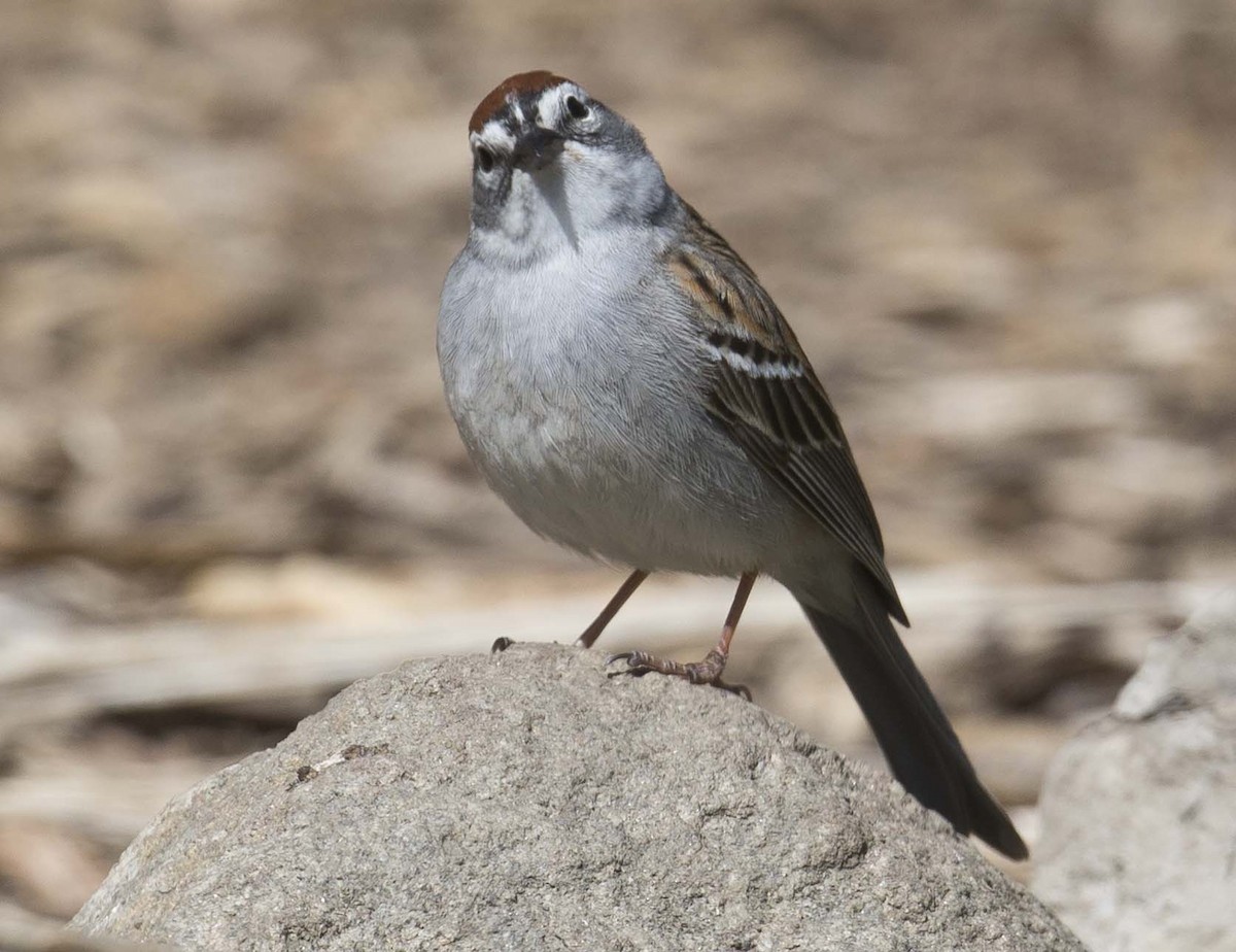 Chipping Sparrow - ML618007112