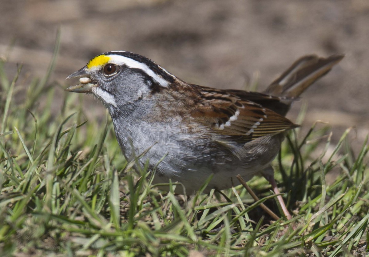 White-throated Sparrow - Tom Devecseri