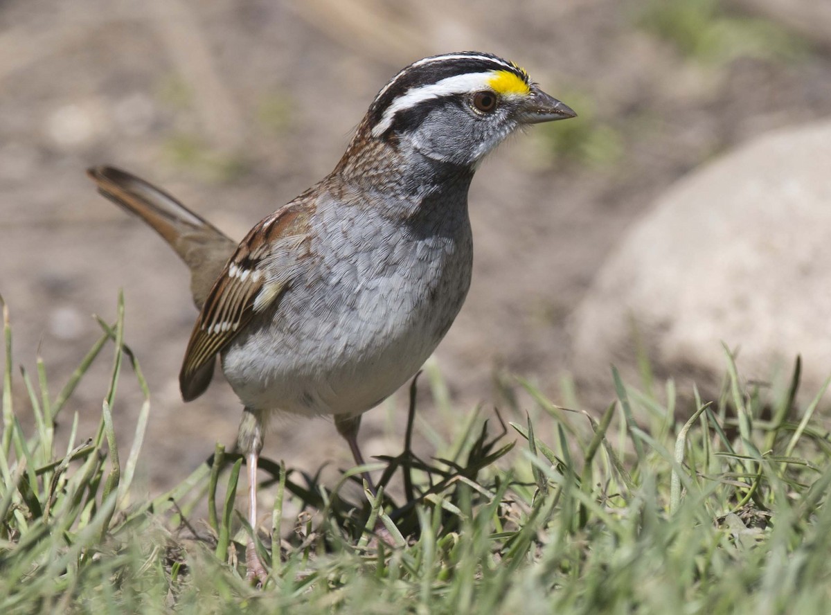 White-throated Sparrow - ML618007121