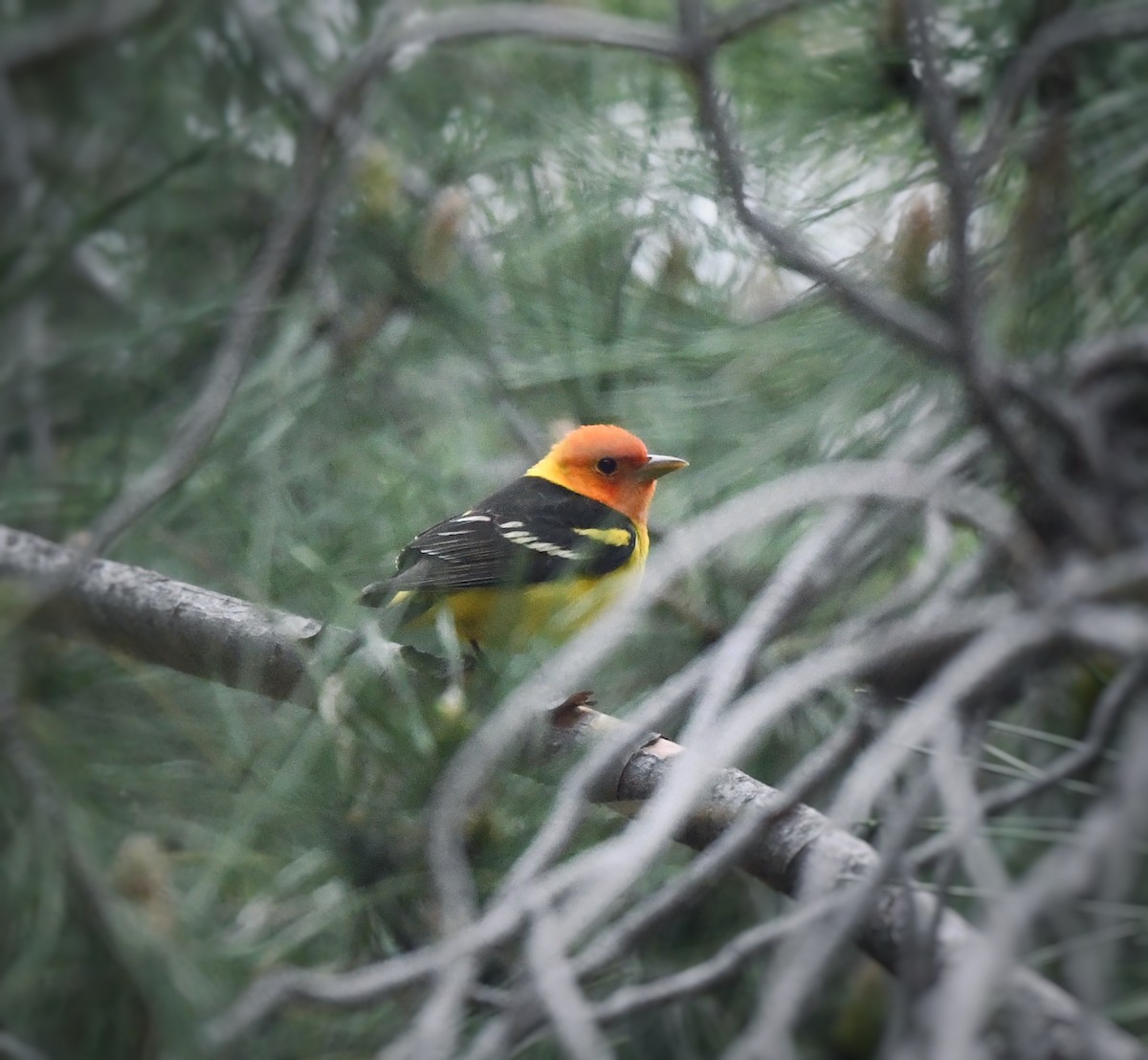 Western Tanager - ML618007143