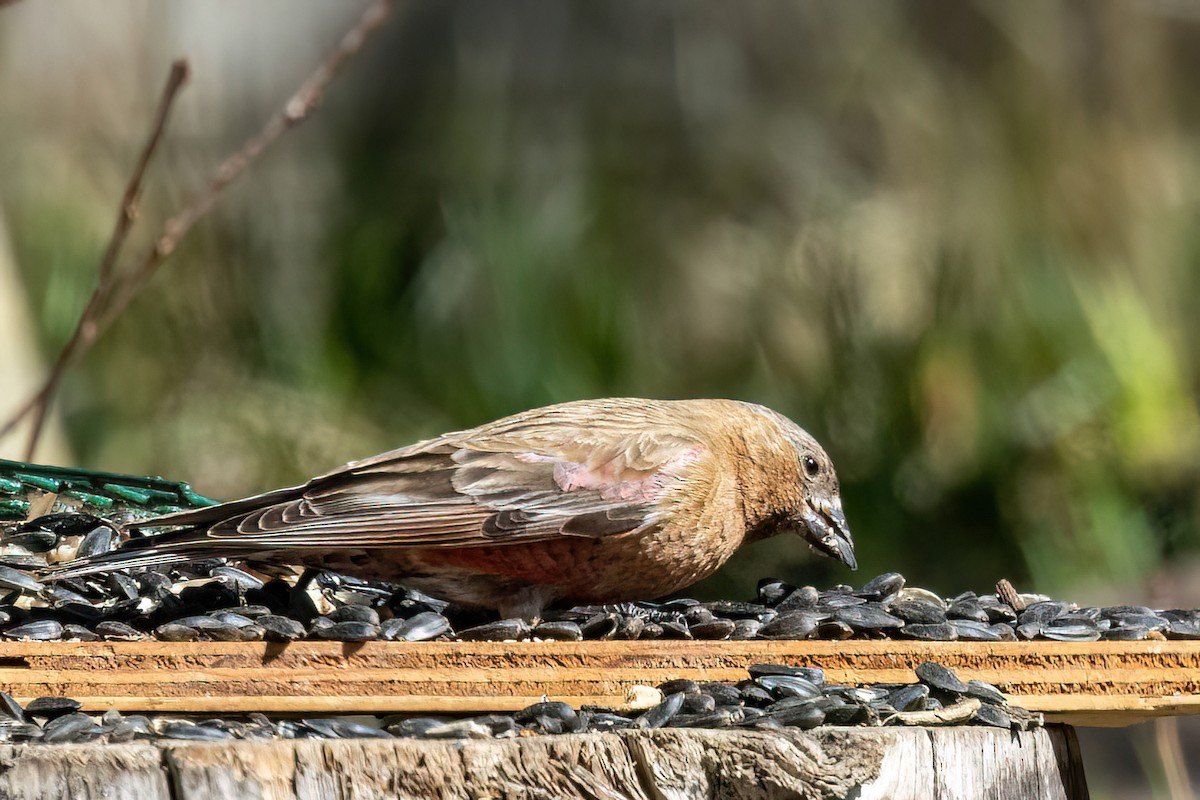 Brown-capped Rosy-Finch - ML618007153
