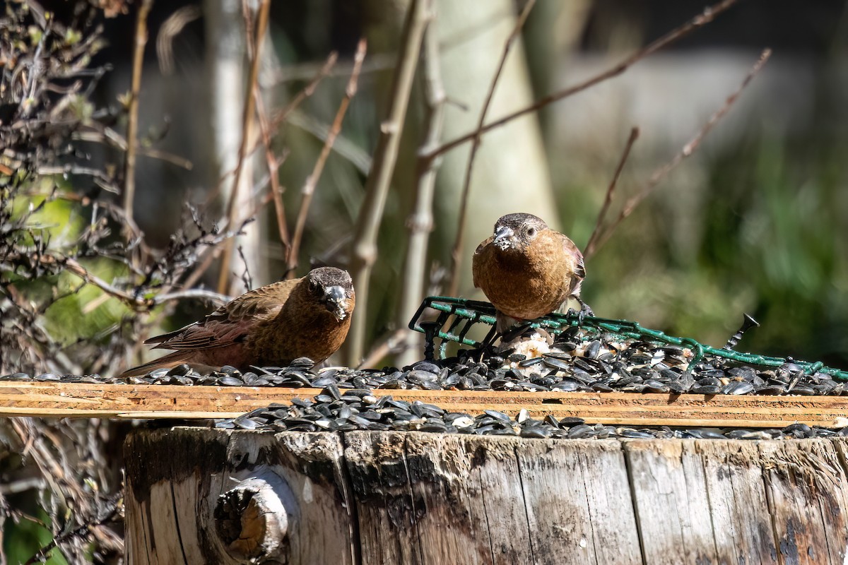 Brown-capped Rosy-Finch - ML618007154