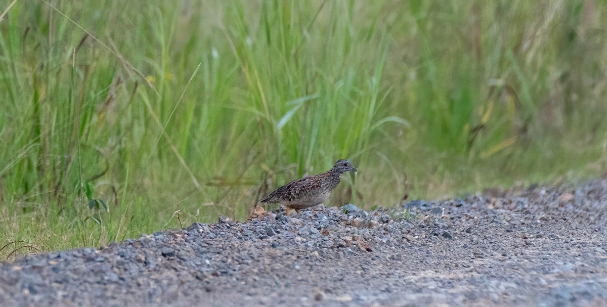 Painted Buttonquail - ML618007164