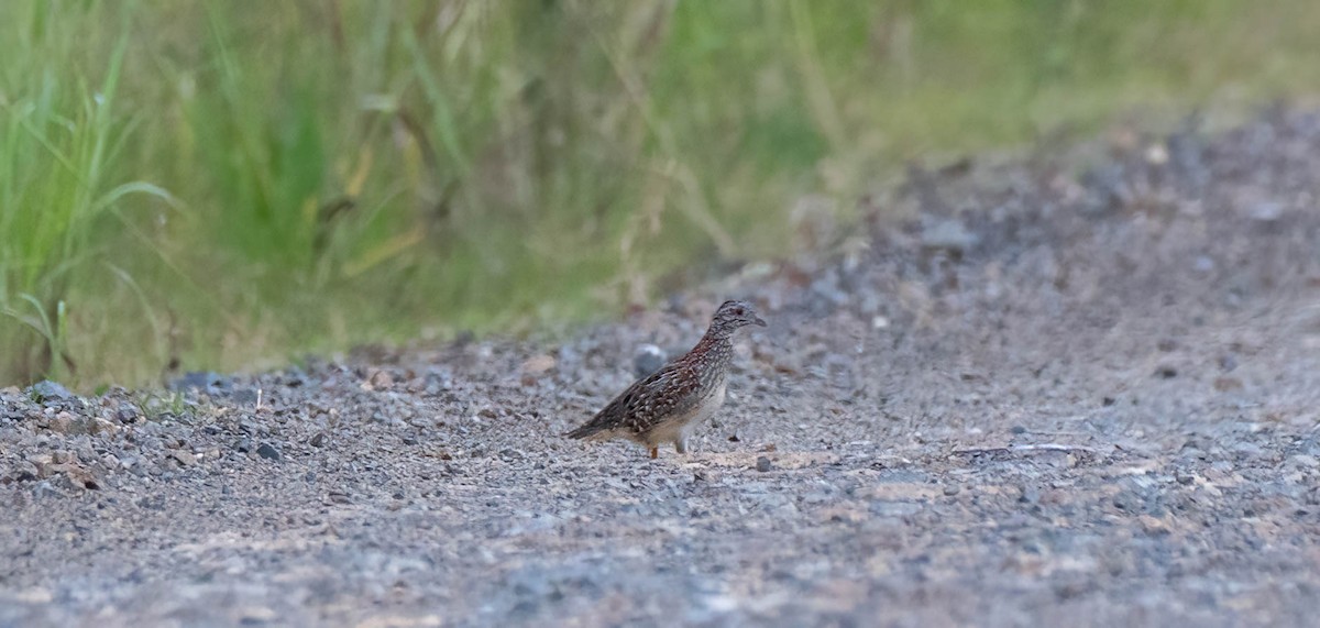 Painted Buttonquail - ML618007165