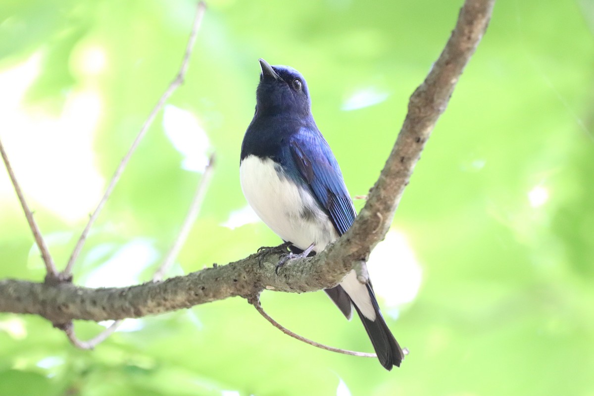 Blue-and-white Flycatcher - ML618007190