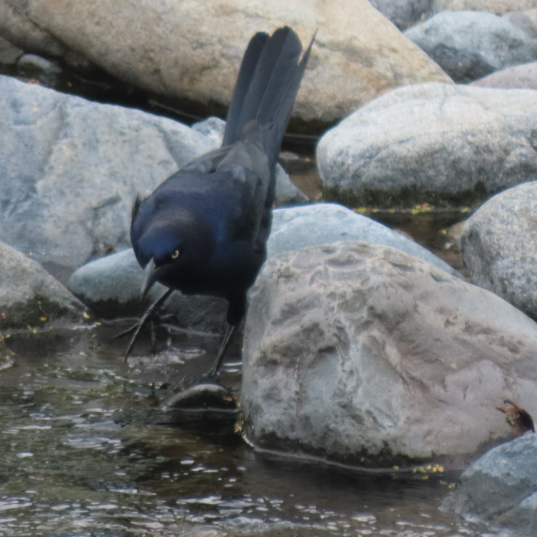 Great-tailed Grackle - Liliam Voltas