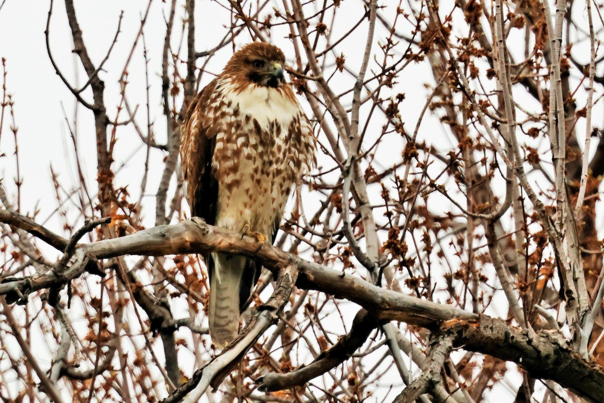 Red-tailed Hawk - ML618007204