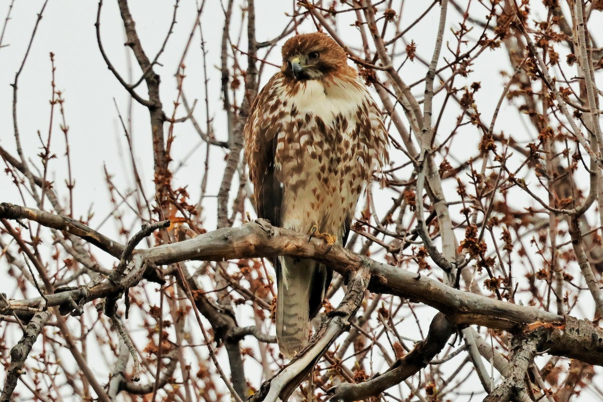 Red-tailed Hawk - Risë Foster-Bruder