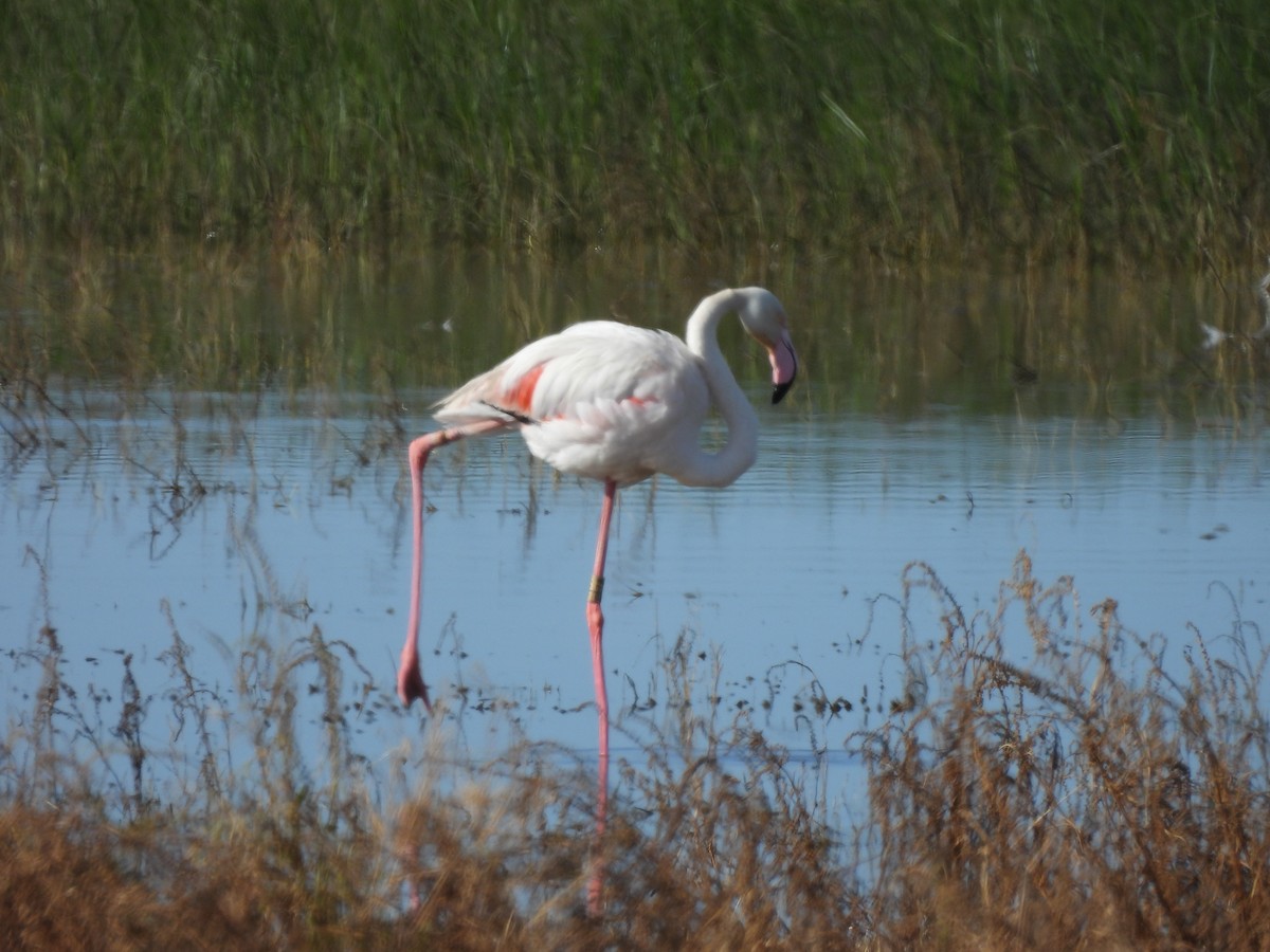 Greater Flamingo - ML618007233
