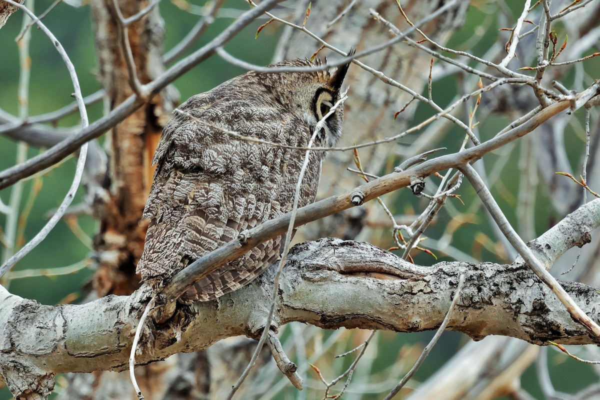 Great Horned Owl - ML618007247