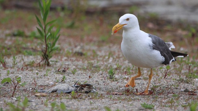 Yellow-footed Gull - ML618007248