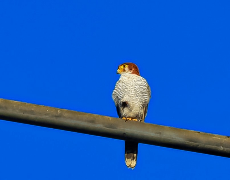 Red-necked Falcon - ML618007283