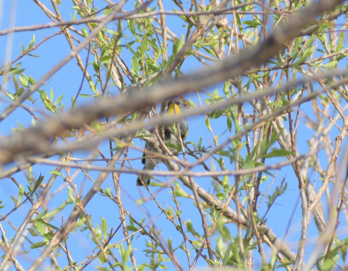 Yellow-rumped Warbler (Audubon's) - ML618007299