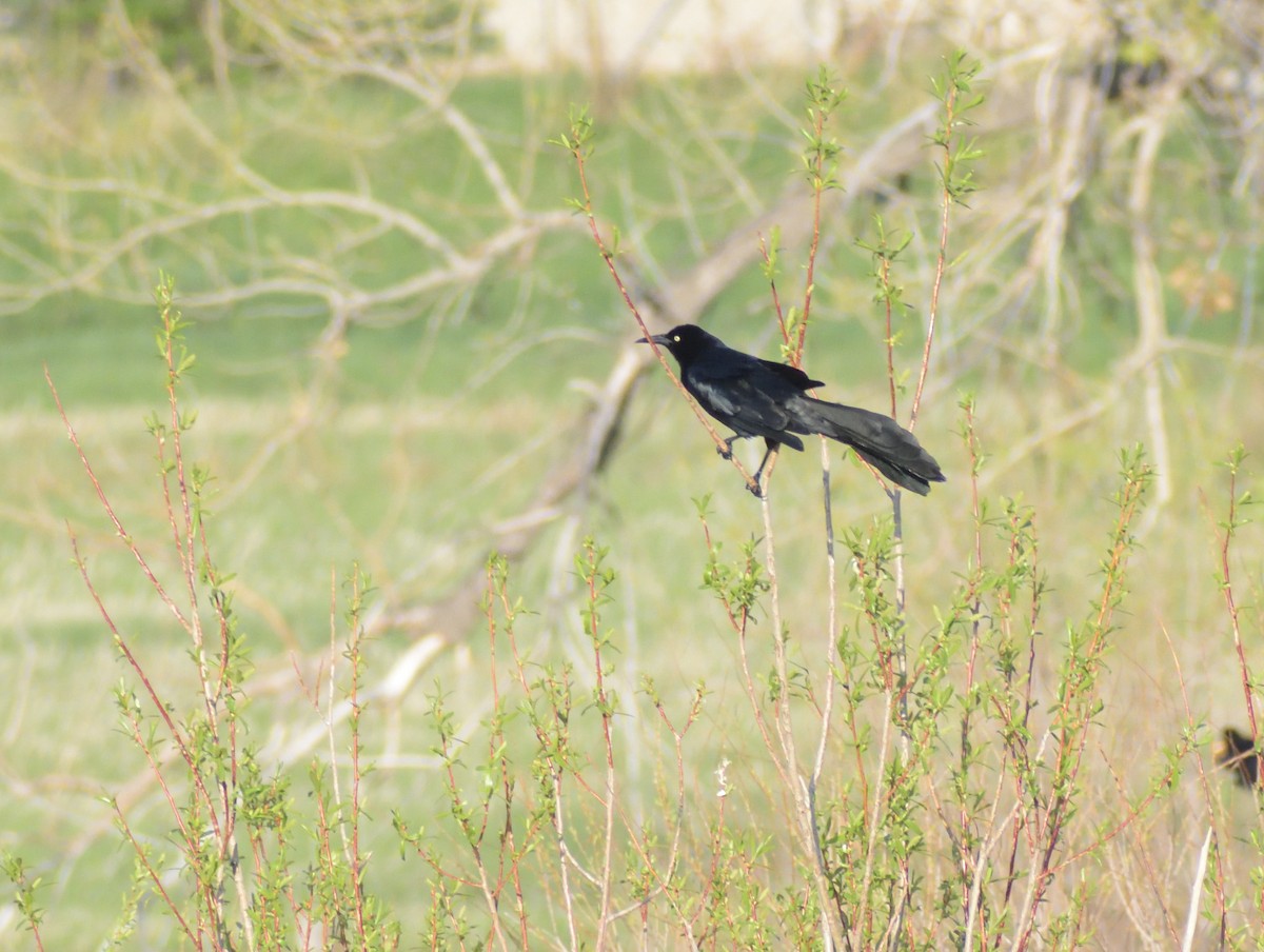 Great-tailed Grackle - ML618007332