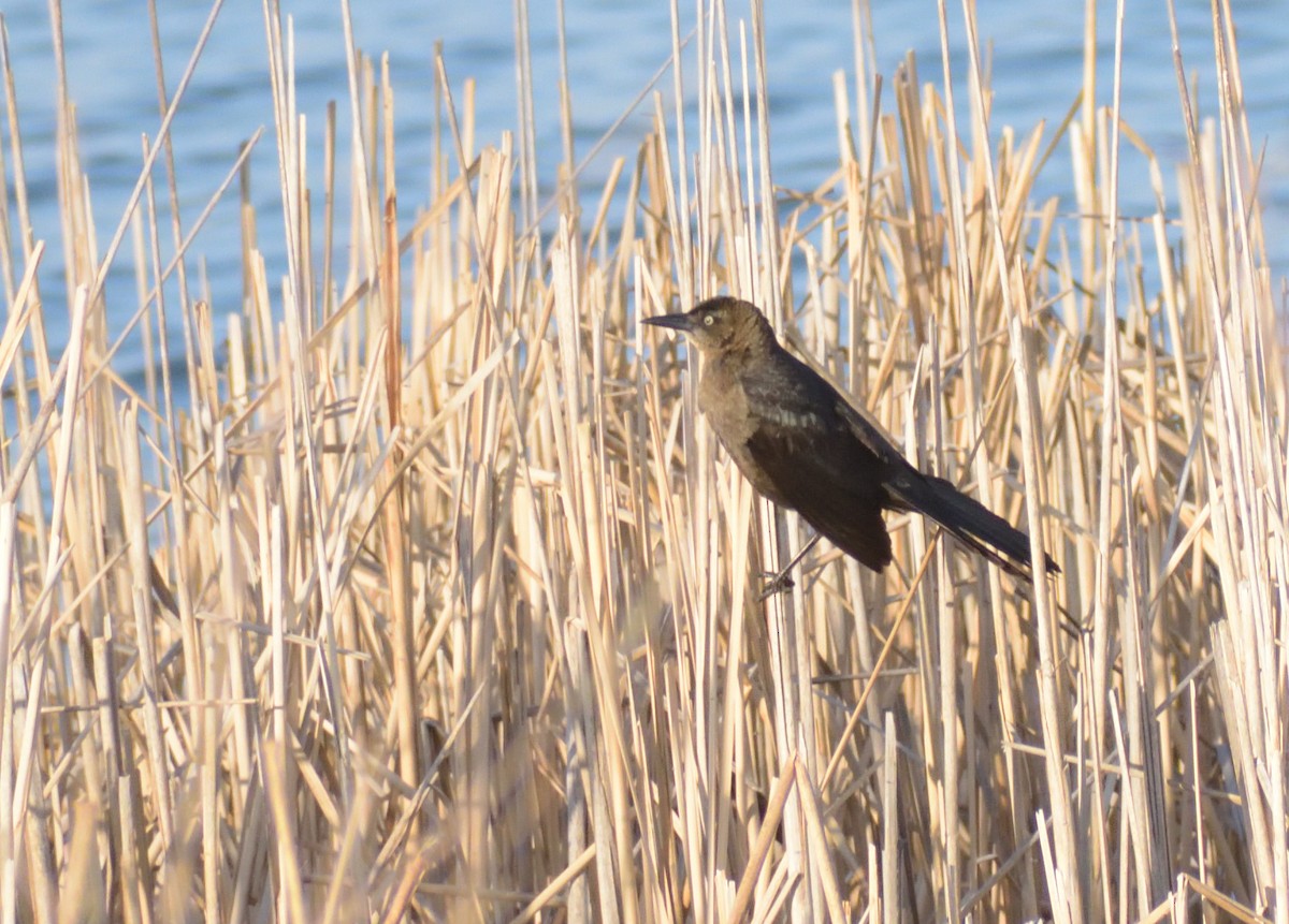 Great-tailed Grackle - ML618007336