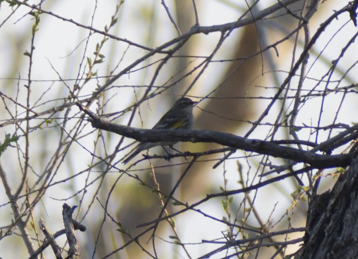 Yellow-rumped Warbler (Myrtle) - ML618007338
