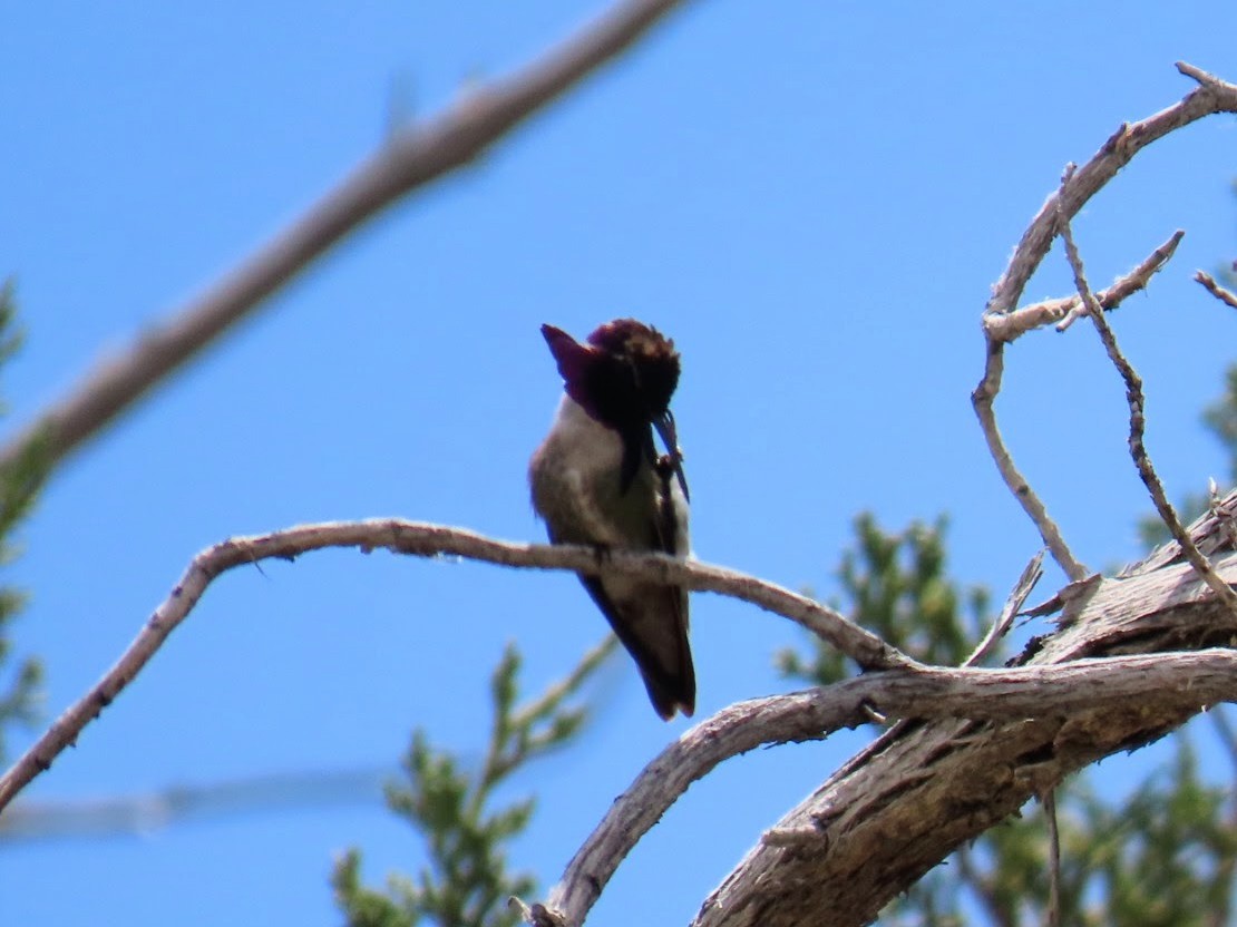 Costa's Hummingbird - Daxton Bryce