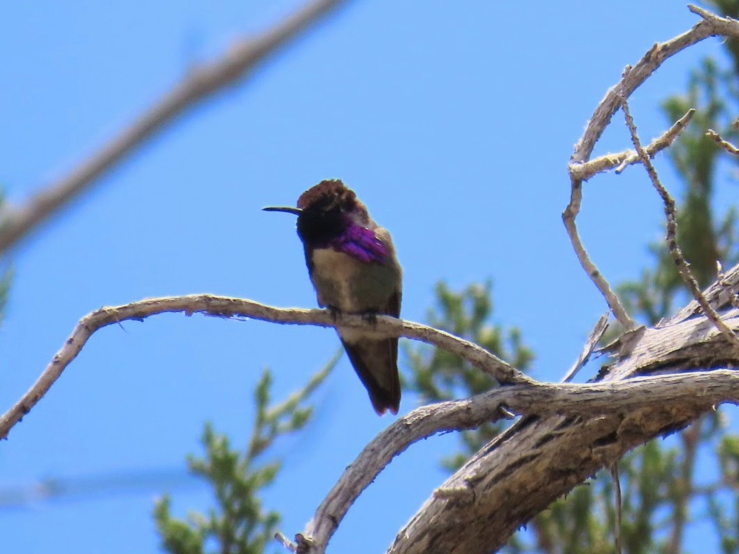 Costa's Hummingbird - Daxton Bryce