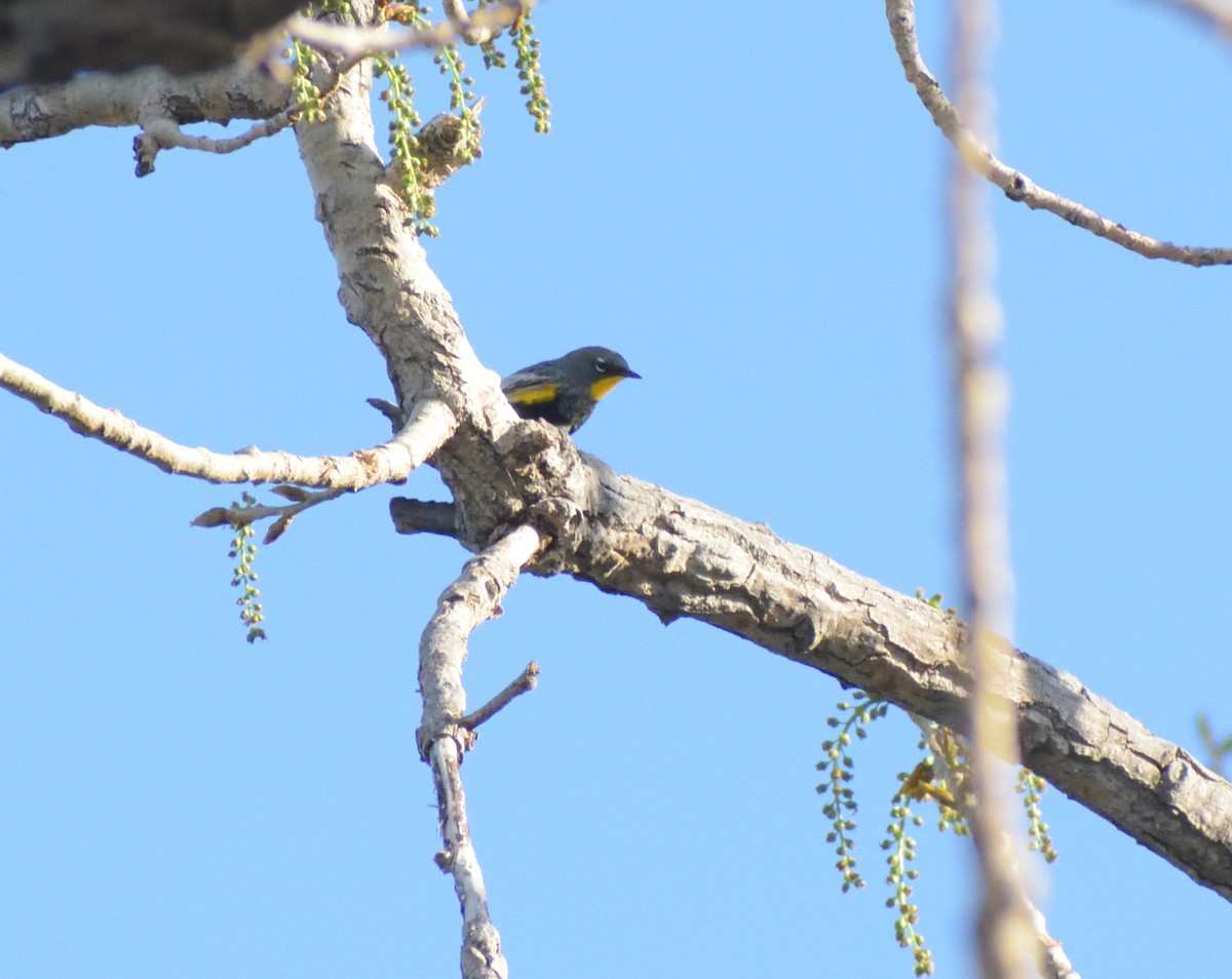 Yellow-rumped Warbler (Audubon's) - ML618007344