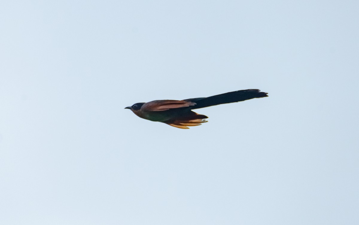 Chestnut-winged Cuckoo - ML618007349