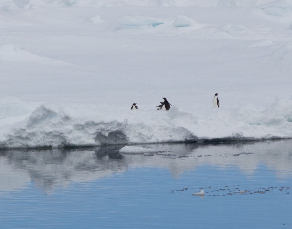 Adelie Penguin - Lindy Fung
