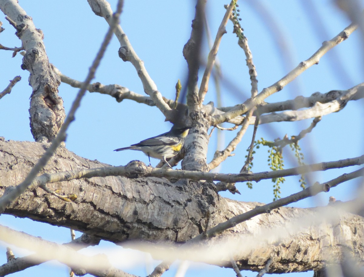Yellow-rumped Warbler (Myrtle x Audubon's) - Robert Tonge